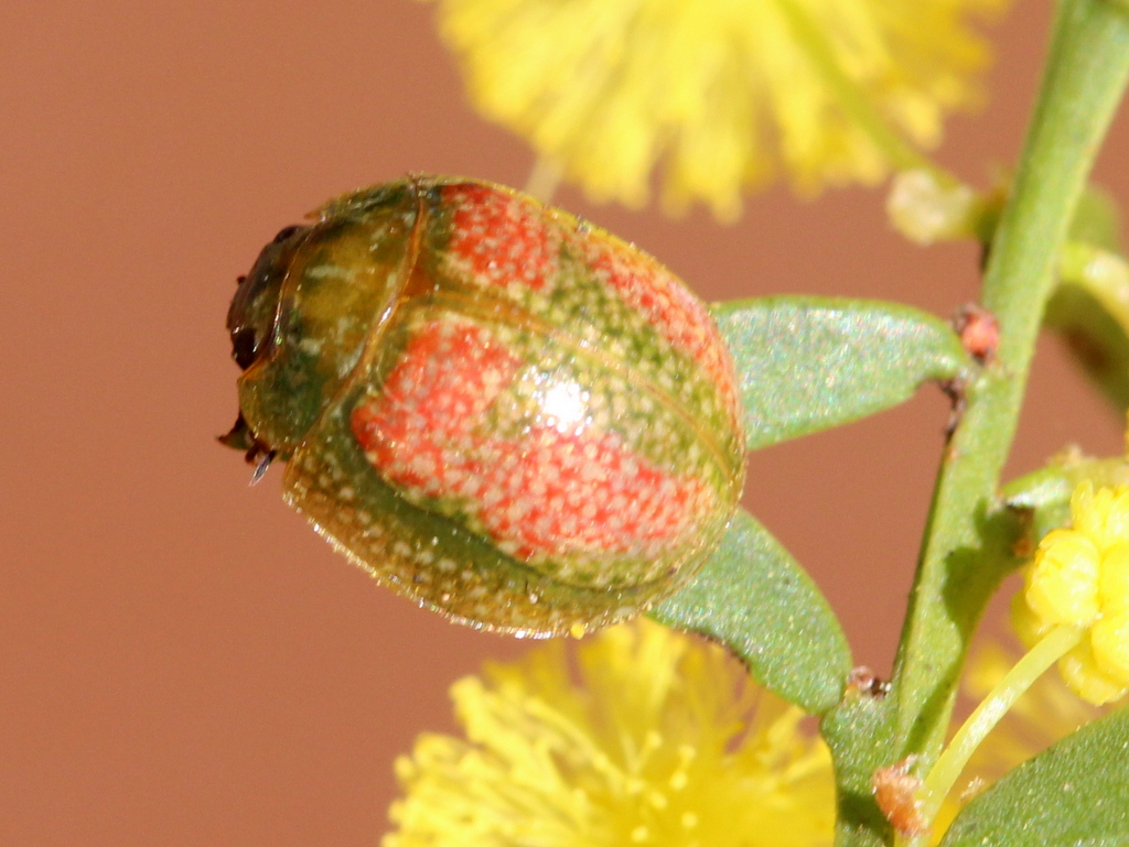 Leaf Beetle on wattle