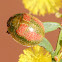 Leaf Beetle on wattle