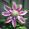 Clematis