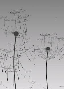 How to mod Dandelion Seeds Live Wallpaper patch 1.0.21 apk for laptop
