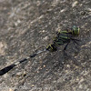 Green Marsh Hawk Dragonfly