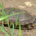 tortuga estuche - casquito escorpión - morrocoy de agua - Scorpion Mud Turtle