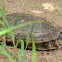 tortuga estuche - casquito escorpión - morrocoy de agua - Scorpion Mud Turtle