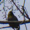 Black-capped White-eye