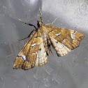 Bracken Moth