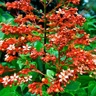 Pagoda- flower, Clerodendrum paniculatum