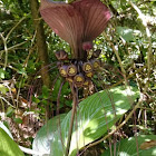 Black Bat Head Lily