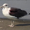 Great Black-backed Gull, adult nonbreeding
