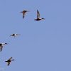 Northern Shoveler