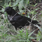 Common Raven