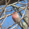 House Finch (male and female)