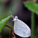 African wood white