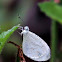 African wood white