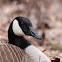 Canada Goose