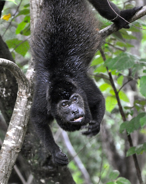 Mantled Howler Monkey | Project Noah