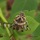 Pea weevil