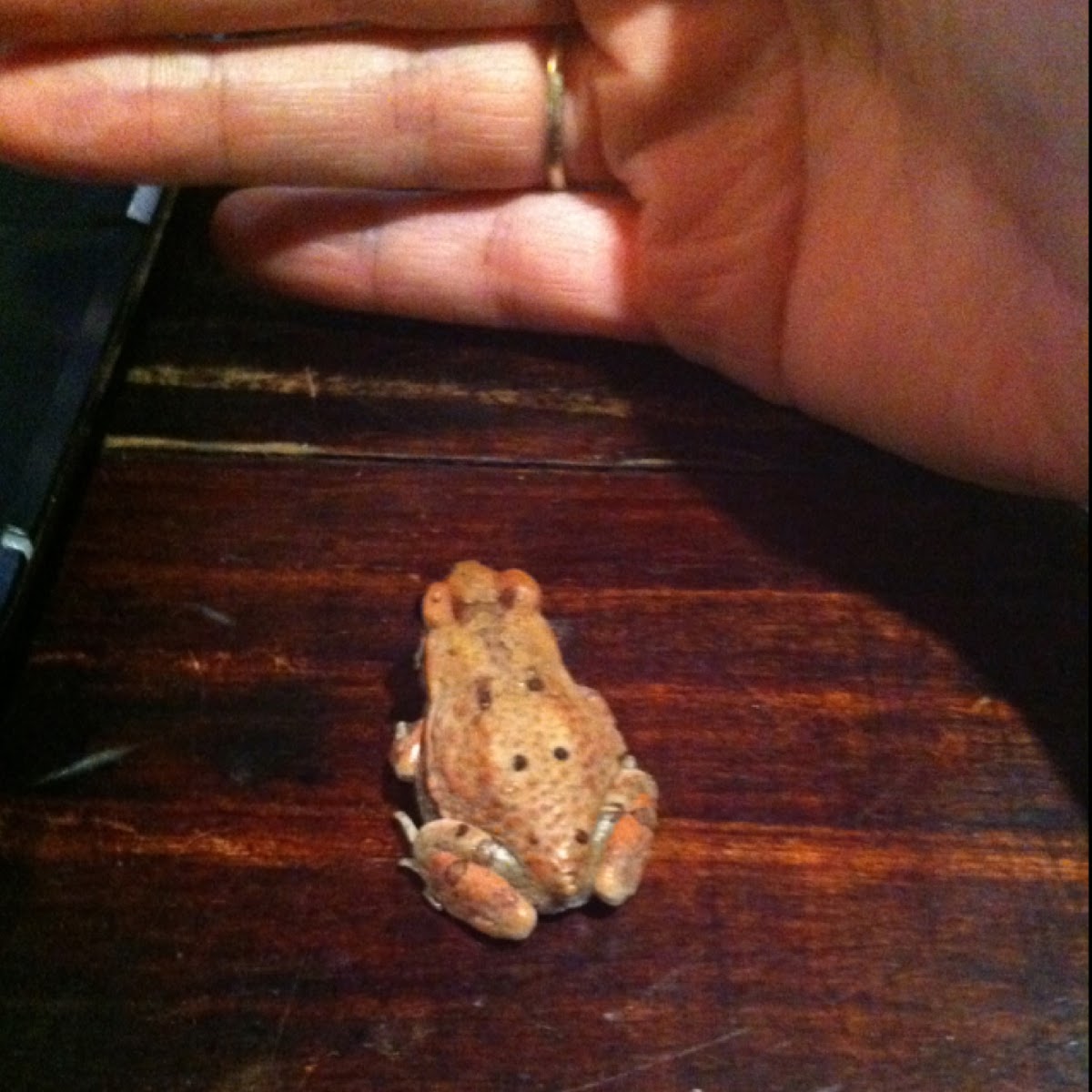 African Common Toad or Guttural Toad