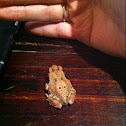 African Common Toad or Guttural Toad