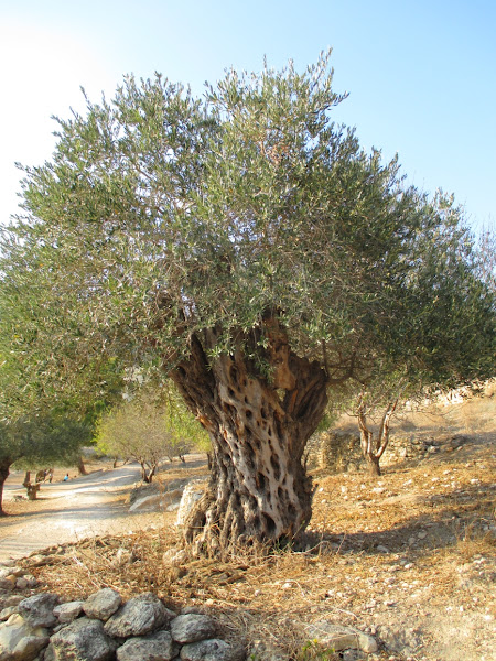 Olive Tree