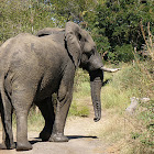 Wild African Elephant