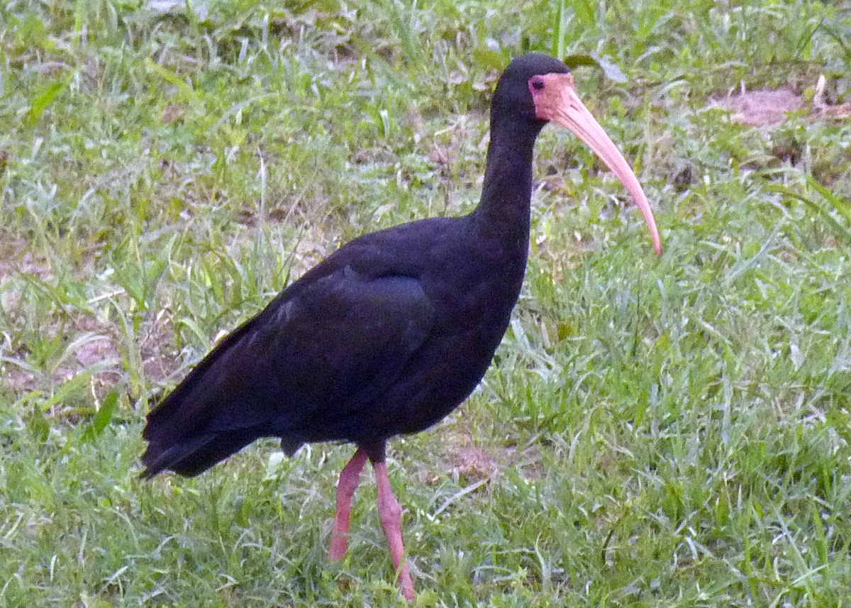 Bare-faced Ibis