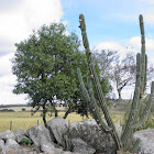 Saguaru Cactus