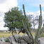 Saguaru Cactus