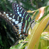 Small striped swordtail