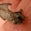 Unknown Leafbeetle