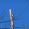 Red-headed Woodpecker