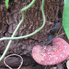 Cinnabar-red polypore.