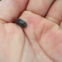 Common pill bug