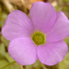 Violet Wood Sorrel