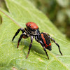 Black and orange jumping spider