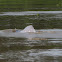 Amazon River Dolphin