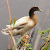 Domestic Duck ( khaki campbell)