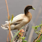 Domestic Duck ( khaki campbell)
