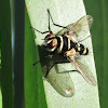 Australian leafroller fly
