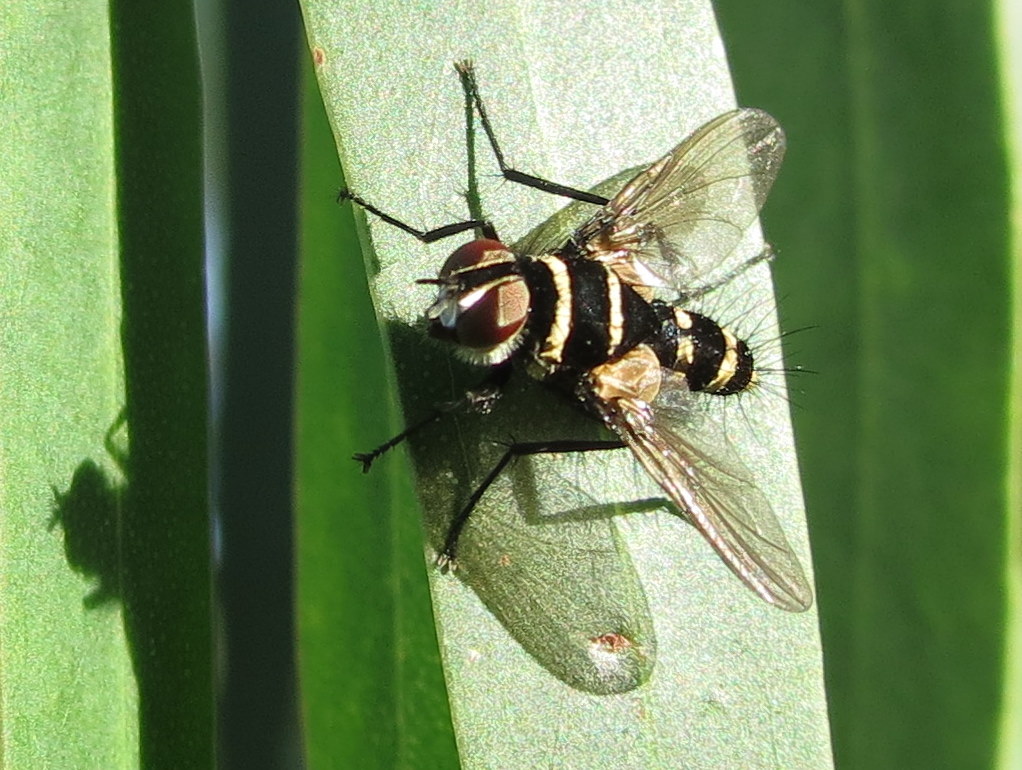Australian leafroller fly