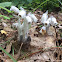 Indian pipe, corpse plant, ghost plant