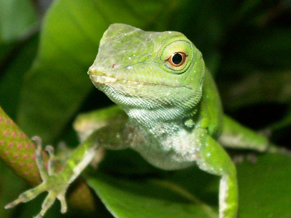 Green lizard (Anolis)