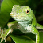 Green lizard (Anolis)