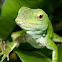 Green lizard (Anolis)