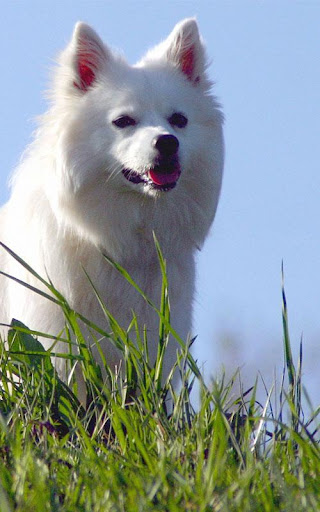 American Eskimo Dog Wallpapers