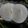 Bracket fungus - Hexagonia sp