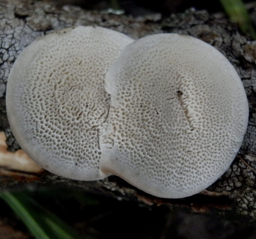 Bracket fungus - Hexagonia sp