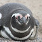 magellanic penguin