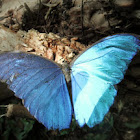 morpho