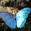 morpho