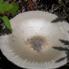 Clitocybe gibba  Mushroom